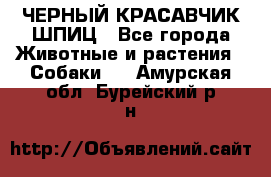 ЧЕРНЫЙ КРАСАВЧИК ШПИЦ - Все города Животные и растения » Собаки   . Амурская обл.,Бурейский р-н